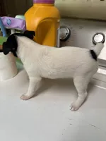Margie, a female Toy Fox Terrier for sale in Freeport, OH – 4 of 5