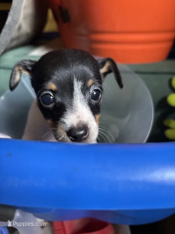 Magic – Toy Fox Terrier puppy for sale in Freeport, OH