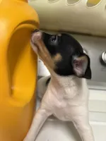 Margie, a female Toy Fox Terrier for sale in Freeport, OH – 3 of 5