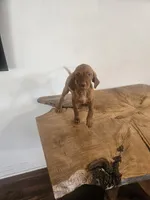 Paul, a male Vizsla for sale in Mesa, AZ – 3 of 4