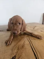 Sammy, a female Vizsla for sale in Mesa, AZ – 4 of 8