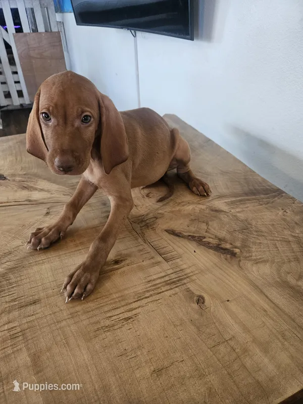 Sammy – Vizsla puppy for sale in Mesa, AZ