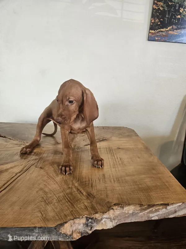 Penny – Vizsla puppy for sale in Mesa, AZ
