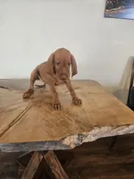 Penny, a female Vizsla for sale in Mesa, AZ – 2 of 4
