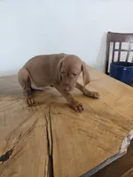 Penny, a female Vizsla for sale in Mesa, AZ – 3 of 4