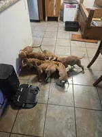 Sammy, a female Vizsla for sale in Mesa, AZ – 6 of 8