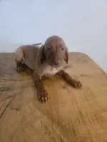 Ralf, a male Vizsla for sale in Mesa, AZ – 3 of 5