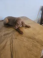 Ralf, a male Vizsla for sale in Mesa, AZ – 2 of 5