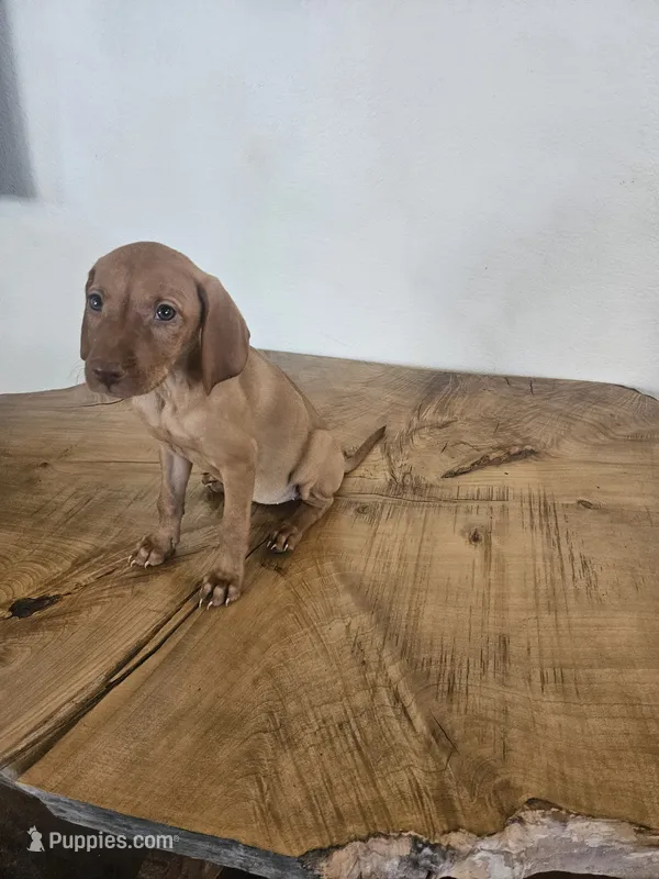 Paul – Vizsla puppy for sale in Mesa, AZ