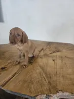 Paul, a male Vizsla for sale in Mesa, AZ – 1 of 4