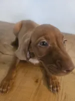 Ralf, a male Vizsla for sale in Mesa, AZ – 1 of 5