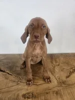 Paul, a male Vizsla for sale in Mesa, AZ – 4 of 4