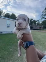 3rd male Merle ABKC, a male American Bully for sale in Pembroke, NC – 3 of 3