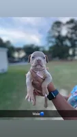 2nd ghost lilac male ABKC, a male American Bully for sale in Pembroke, NC – 2 of 2