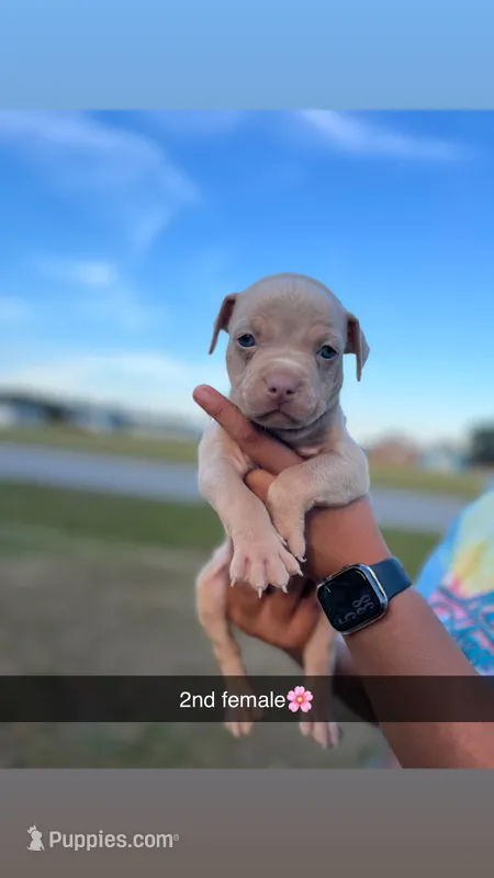 2nd female ghost lilac ABKC – American Bully puppy for sale in Pembroke, NC