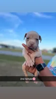 2nd female ghost lilac ABKC, a female American Bully for sale in Pembroke, NC – 1 of 3
