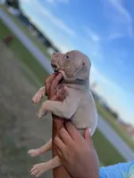 2nd female ghost lilac ABKC, a female American Bully for sale in Pembroke, NC – 3 of 3