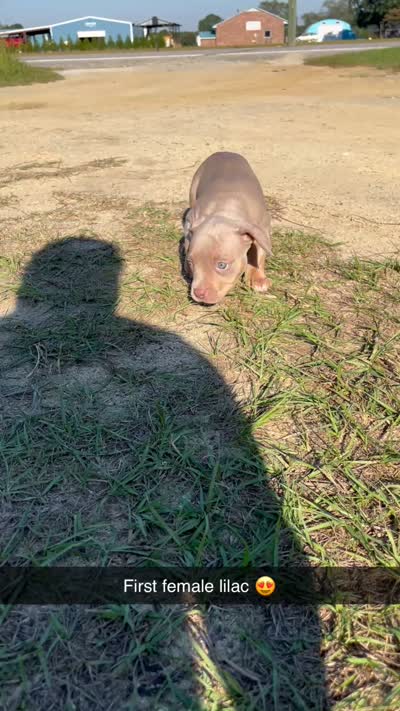 1st female ghost lilac tri ABKC, a female American Bully for sale in Pembroke, NC – 2 of 3