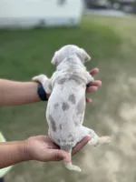 3rd puppy Merle female ABKC, a female American Bully for sale in Pembroke, NC – 2 of 3