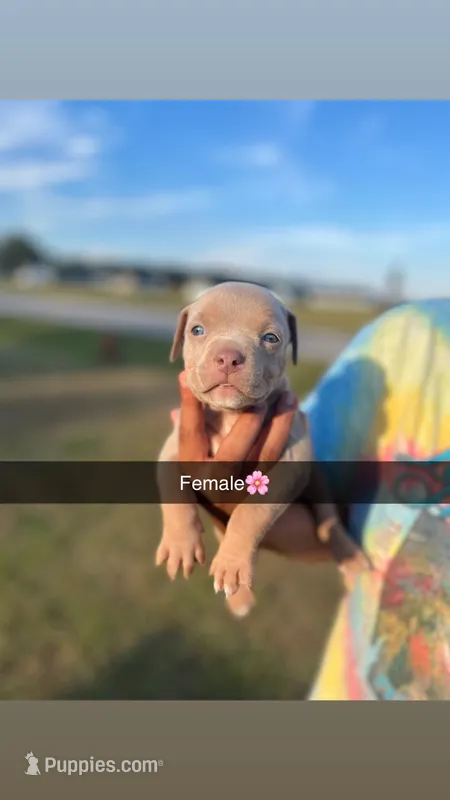 1st female ghost lilac ABKC – American Bully puppy for sale in Pembroke, NC