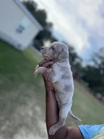 3rd male Merle ABKC, a male American Bully for sale in Pembroke, NC – 2 of 3