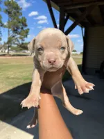 1st female ghost lilac tri ABKC, a female American Bully for sale in Pembroke, NC – 1 of 3