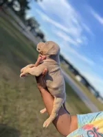 1st ghost lilac male ABKC , a male American Bully for sale in Pembroke, NC – 2 of 3