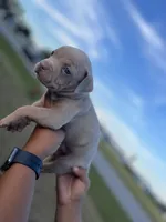 2nd female ghost lilac ABKC, a female American Bully for sale in Pembroke, NC – 2 of 3
