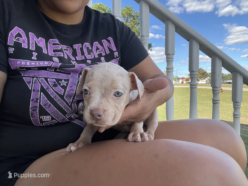 3rd puppy Merle female ABKC – American Bully puppy for sale in Pembroke, NC