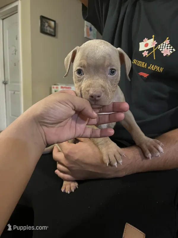 2nd female ghost lilac ABKC – American Bully puppy for sale in Pembroke, NC
