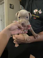 2nd female ghost lilac tri ABKC, a female American Bully for sale in Pembroke, NC – 3 of 4
