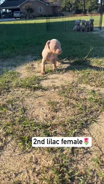 2nd female ghost lilac tri ABKC, a female American Bully for sale in Pembroke, NC – 2 of 4