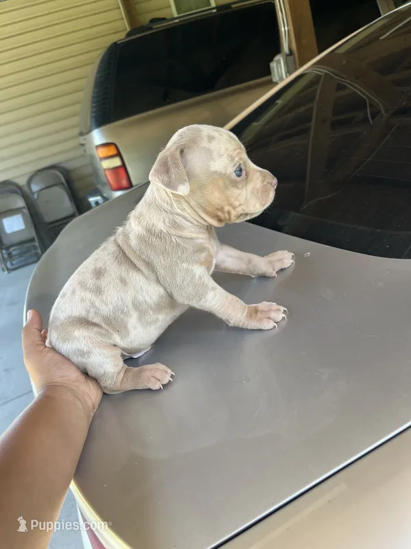 3rd male Merle ABKC – American Bully puppy for sale in Pembroke, NC