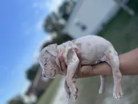 3rd puppy Merle female ABKC, a female American Bully for sale in Pembroke, NC – 3 of 3
