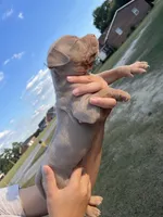 1st ghost lilac male ABKC , a male American Bully for sale in Pembroke, NC – 3 of 3