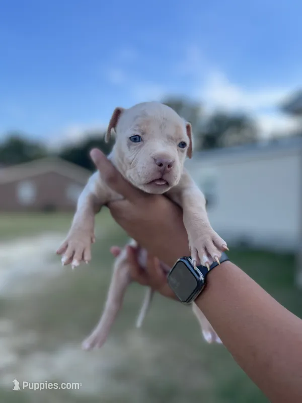 3rd puppy Merle female ABKC – American Bully puppy for sale in Pembroke, NC
