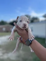 3rd puppy Merle female ABKC, a female American Bully for sale in Pembroke, NC – 1 of 3