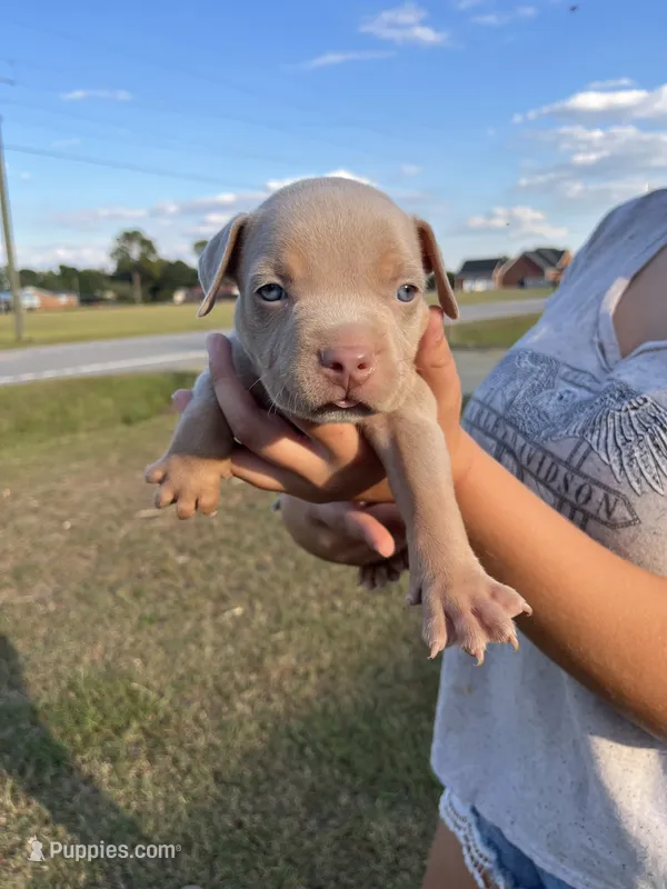 1st ghost lilac male ABKC  – American Bully puppy for sale in Pembroke, NC