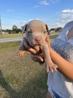 1st ghost lilac male ABKC , a male American Bully for sale in Pembroke, NC – 1 of 3