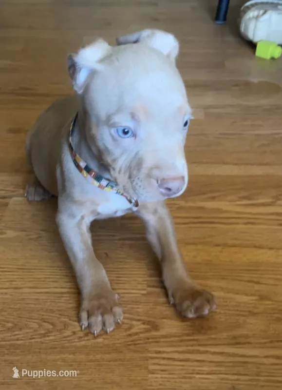 2nd ghost lilac male ABKC – American Bully puppy for sale in Pembroke, NC