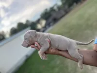 2nd ghost lilac male ABKC, a male American Bully for sale in Pembroke, NC – 1 of 2