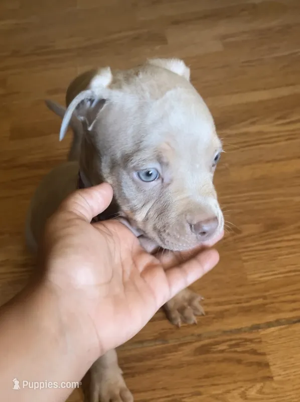 1st ghost lilac male ABKC  – American Bully puppy for sale in Pembroke, NC