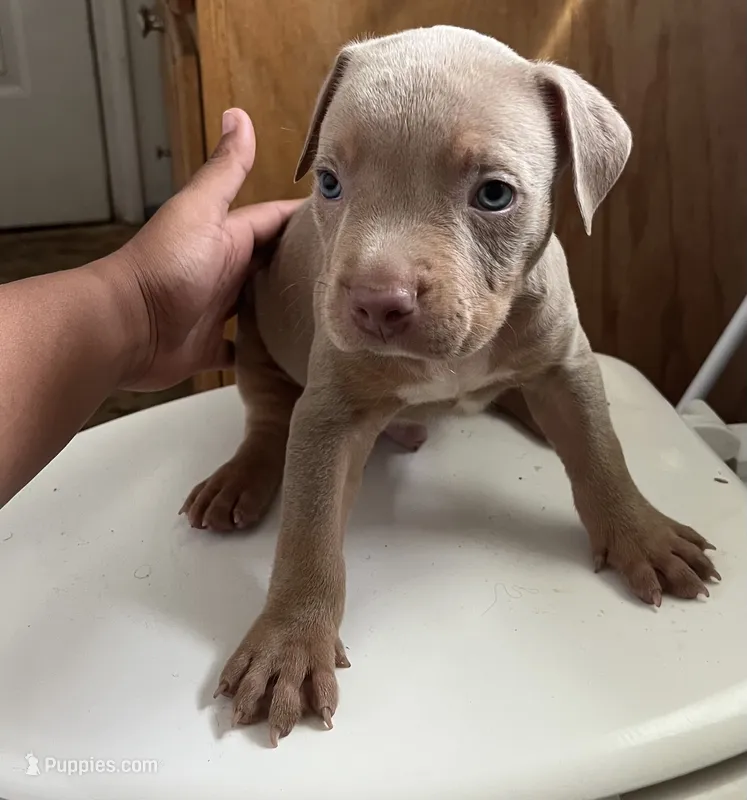 2nd ghost lilac male ABKC – American Bully puppy for sale in Pembroke, NC