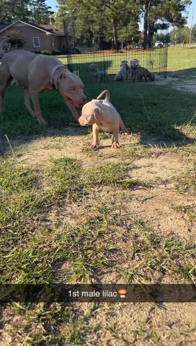 Ghost lilac tri male, a male American Bully for sale in Pembroke, NC – 2 of 2