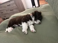 Franklin, a male Aussiedoodle for sale in Springfield, IL – 3 of 4