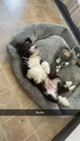 Franklin, a male Aussiedoodle for sale in Springfield, IL – 2 of 4