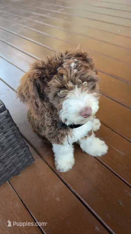 Franklin – Aussiedoodle puppy for sale in Springfield, IL