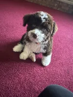 Franklin, a male Aussiedoodle for sale in Springfield, IL – 4 of 4