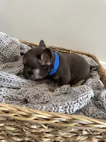 Blue, a male French Bulldog for sale in Rochester, MN – 4 of 4