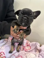 Bright Pink, a female French Bulldog for sale in Rochester, MN – 5 of 6